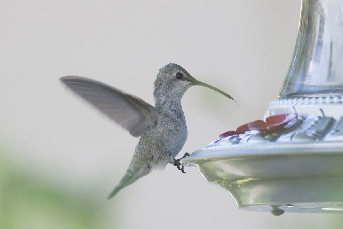 Black-chinned Hummingbird - Tom Crabtree