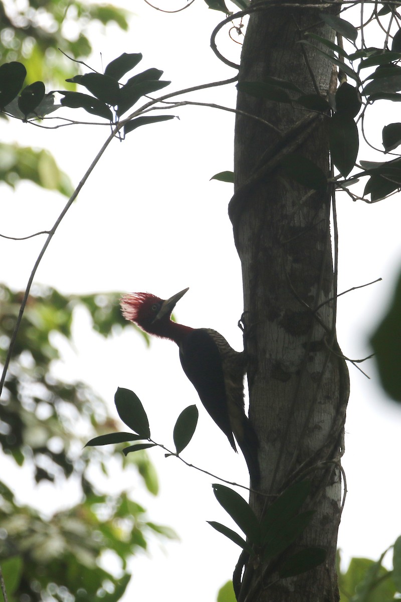 Robust Woodpecker - Daniel Branch