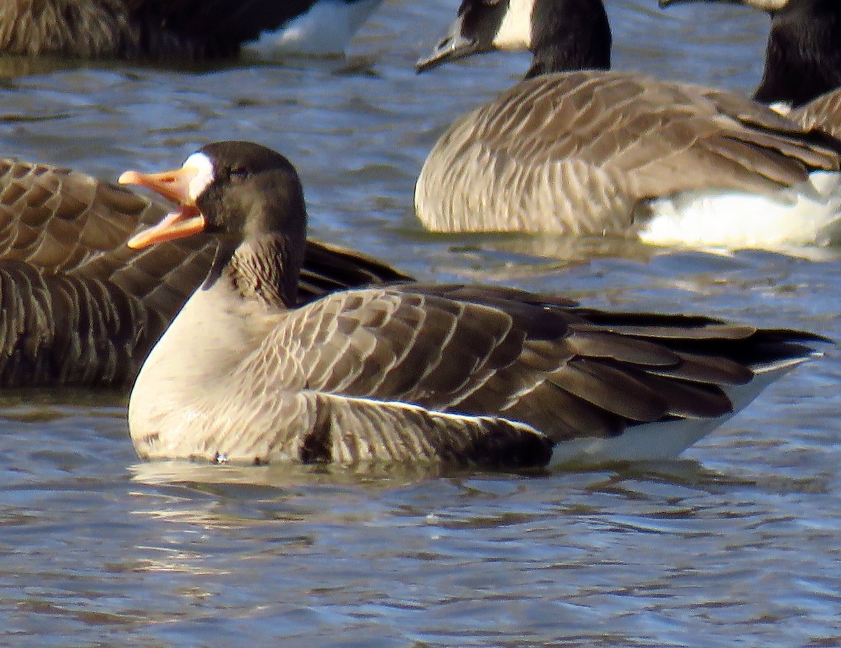 Greater White-fronted Goose - ML316663921