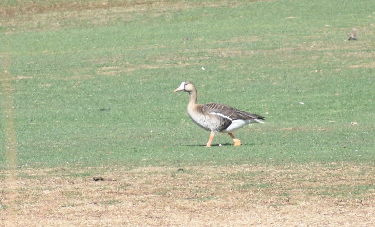 Greater White-fronted Goose - Eli Anderson