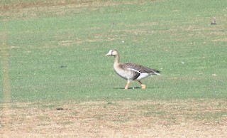 Greater White-fronted Goose, ML316665841