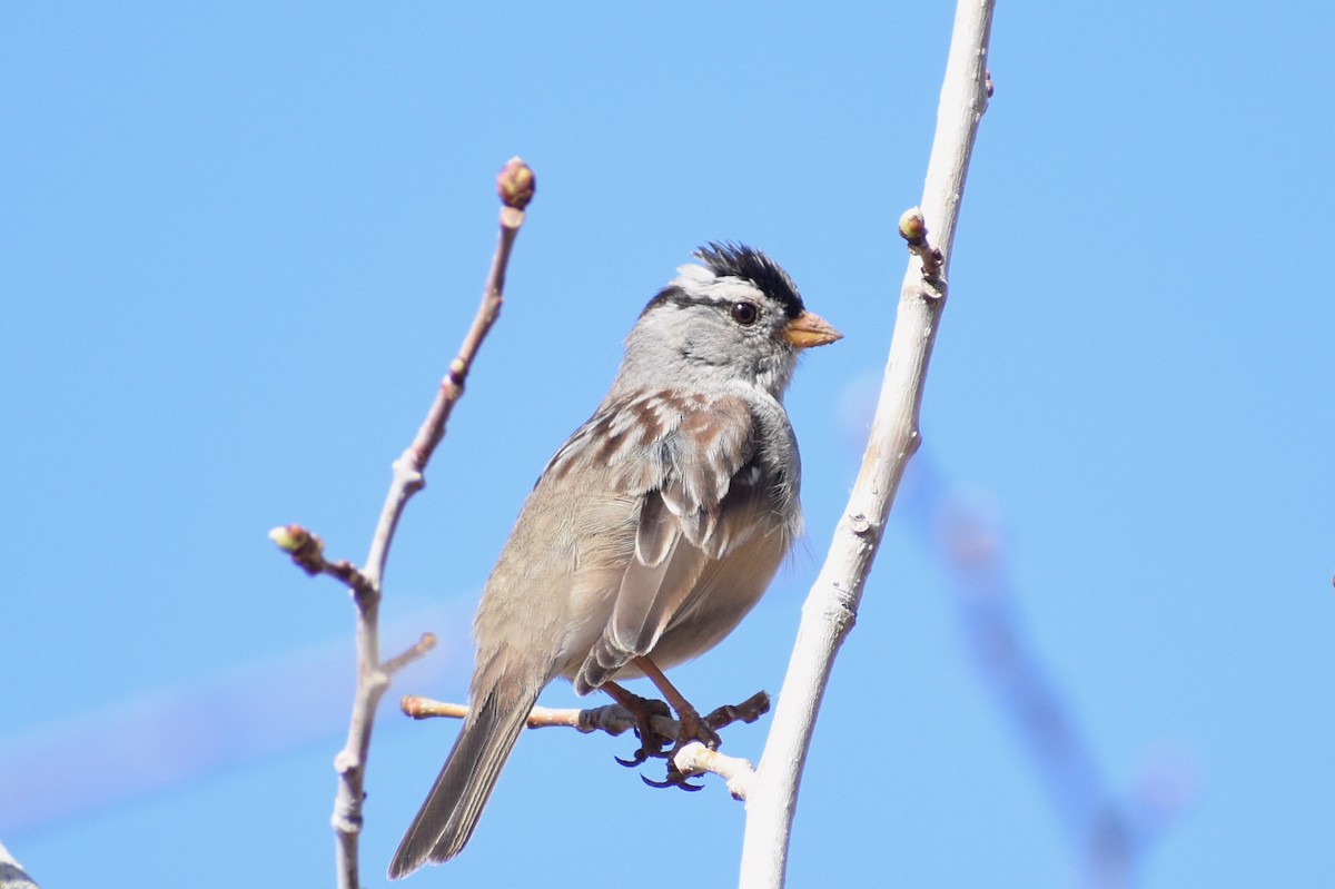White-crowned Sparrow - Eli Anderson