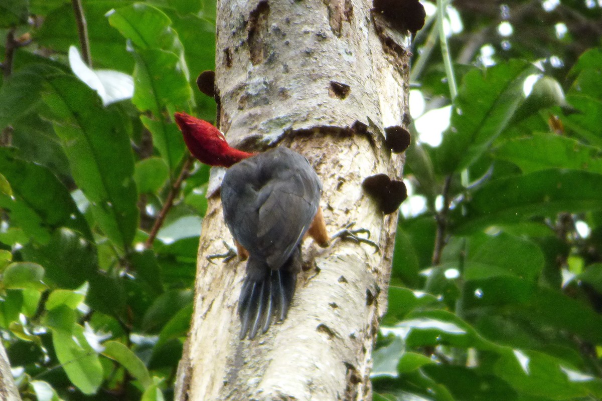 Red-necked Woodpecker - ML316667991