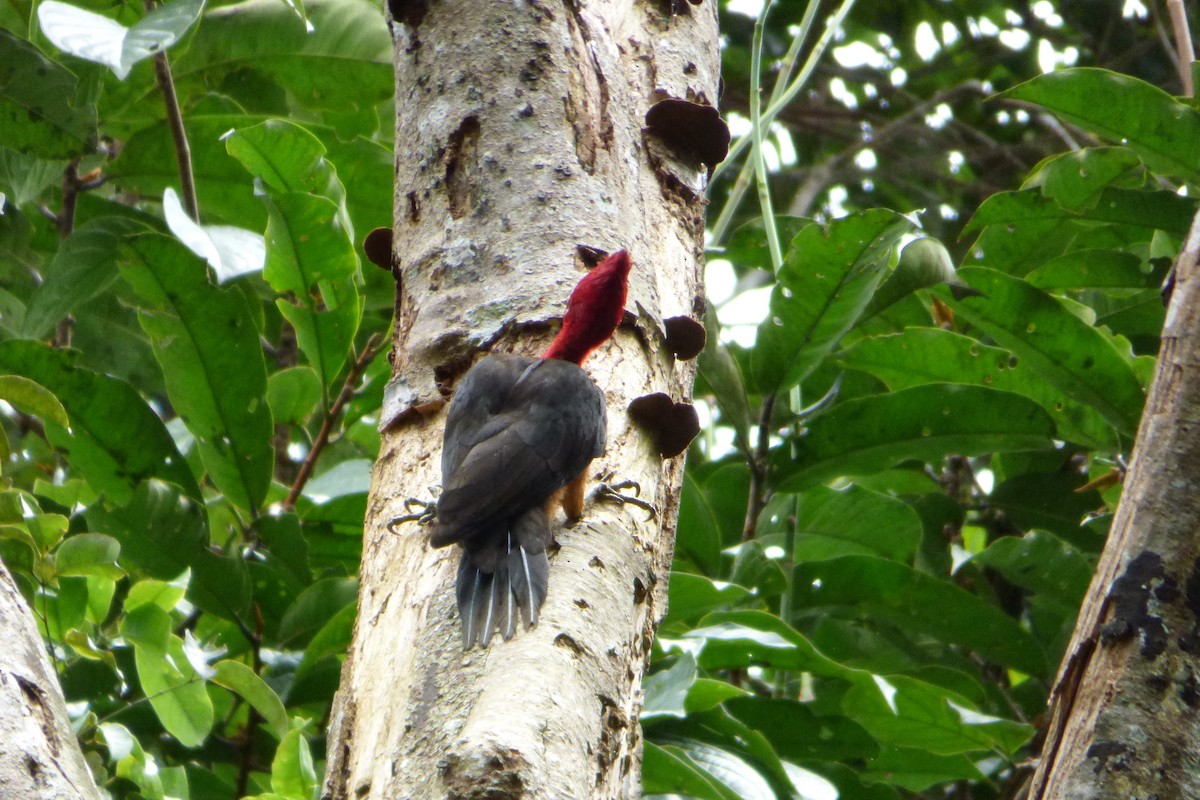 Red-necked Woodpecker - ML316668011