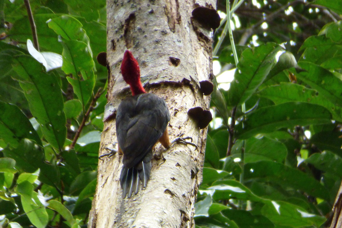 Red-necked Woodpecker - ML316668021
