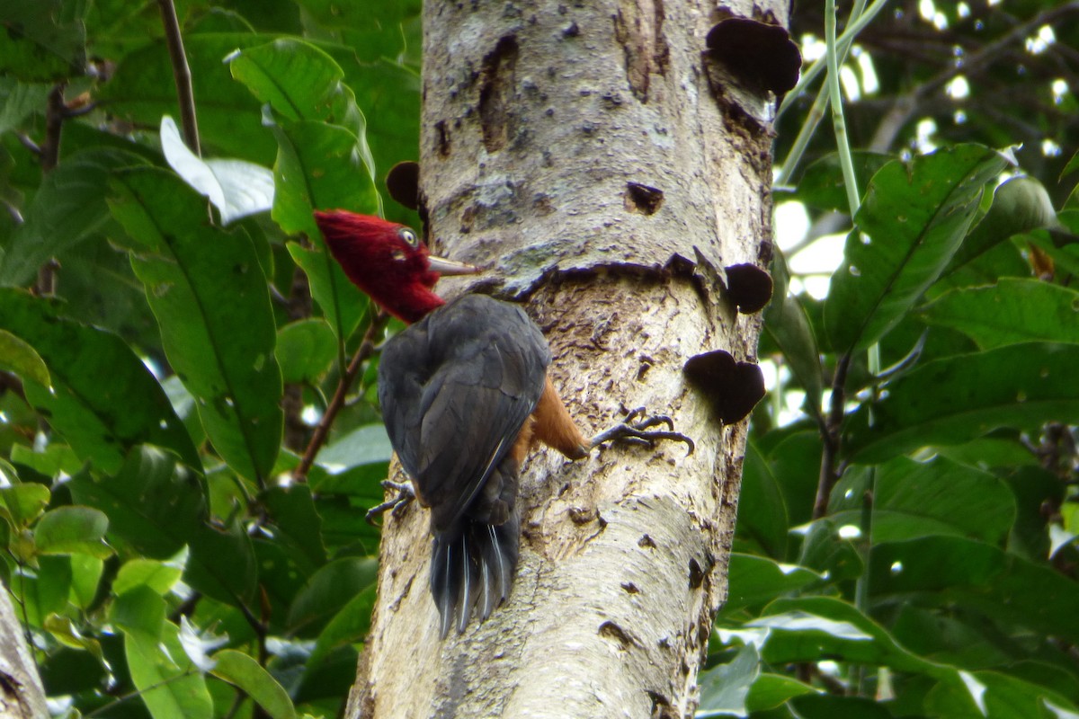 Red-necked Woodpecker - ML316668071