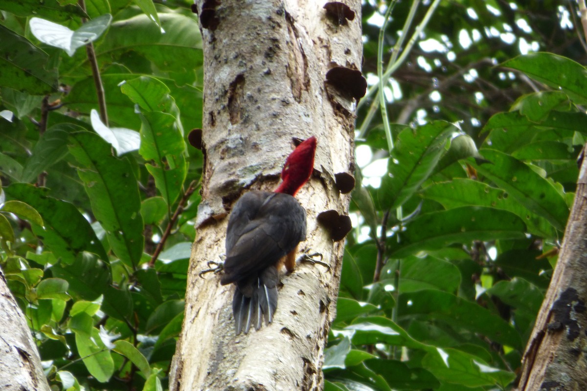 Red-necked Woodpecker - ML316668091