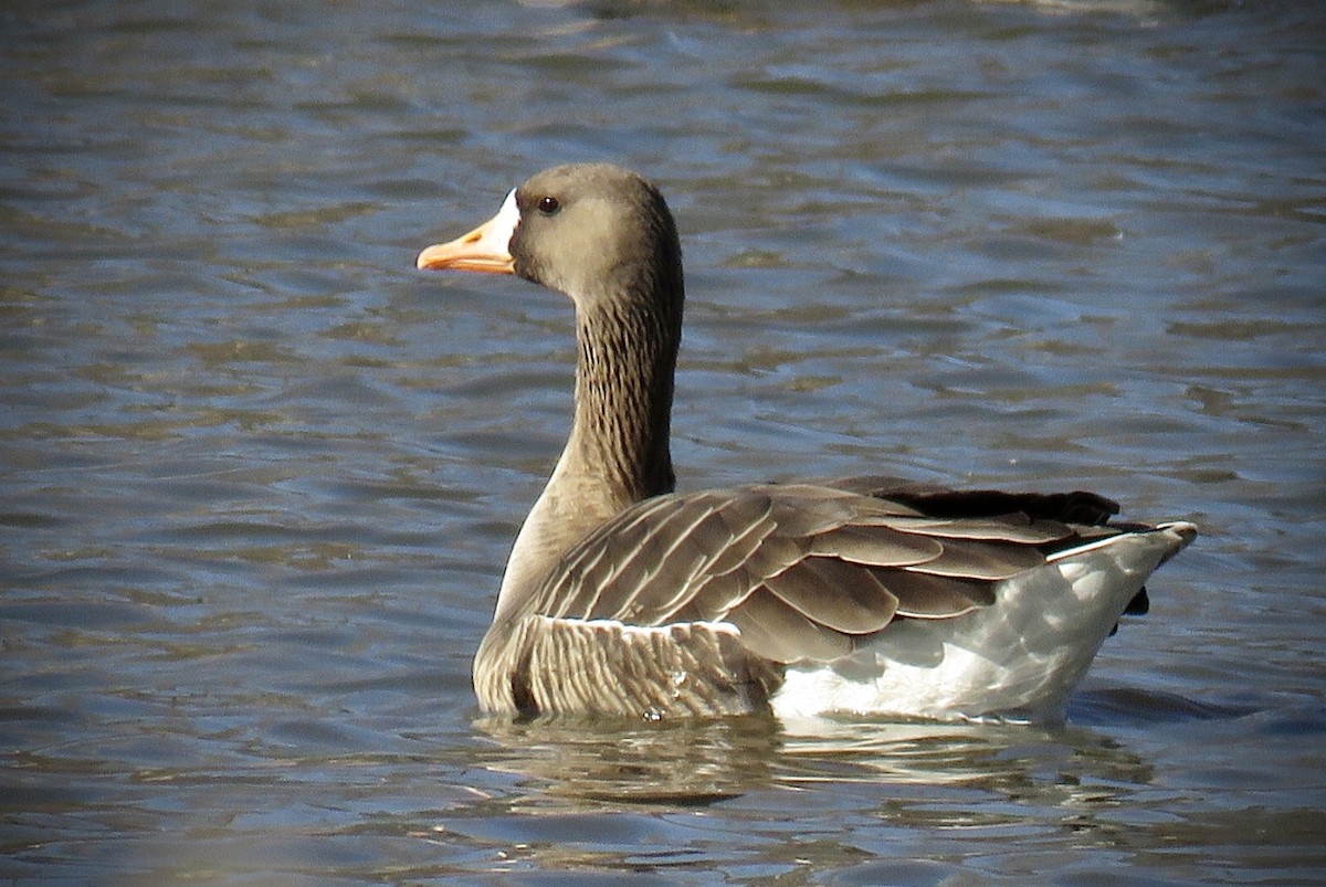 Greater White-fronted Goose - ML316669871