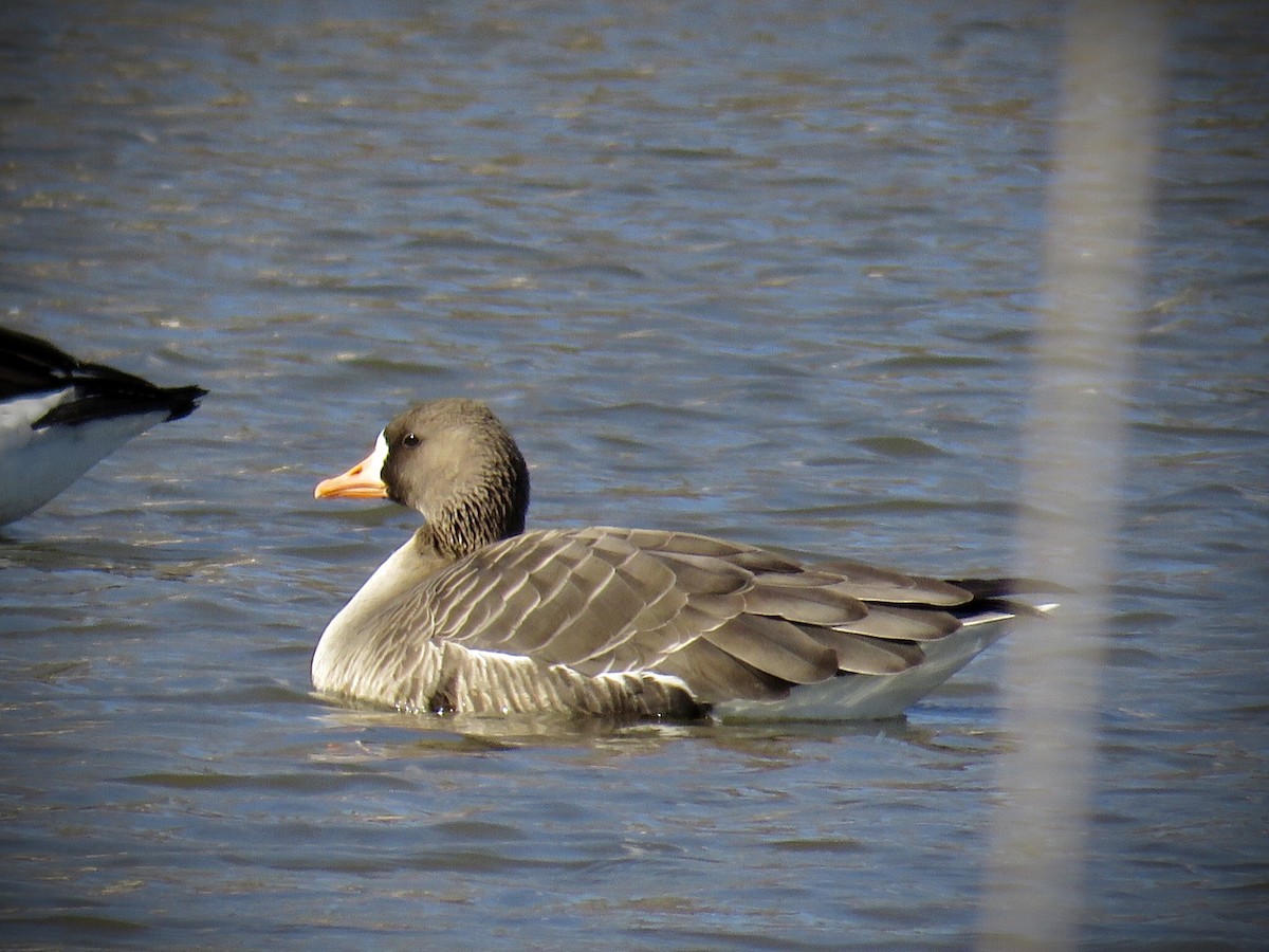 Greater White-fronted Goose - ML316669881