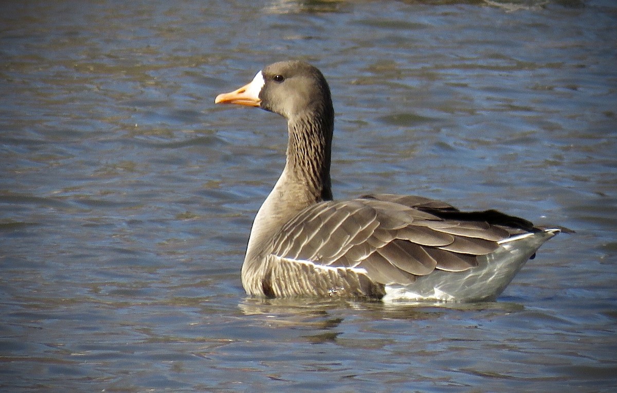Greater White-fronted Goose - ML316669891