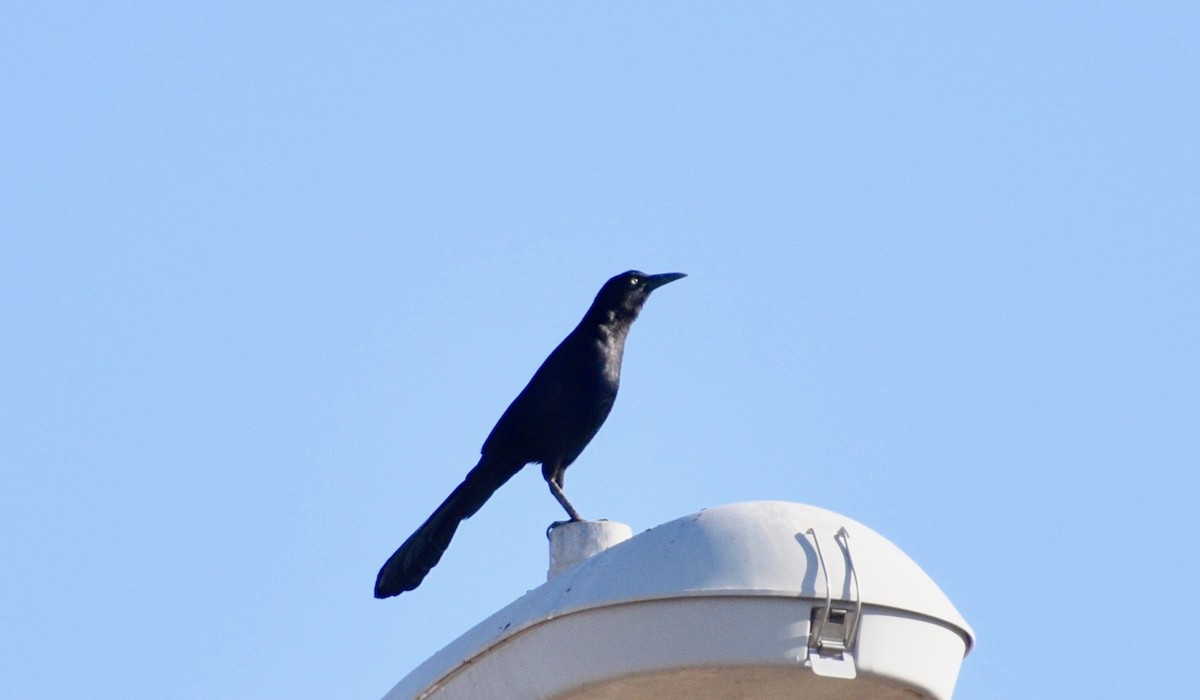 Great-tailed Grackle - ML316672381