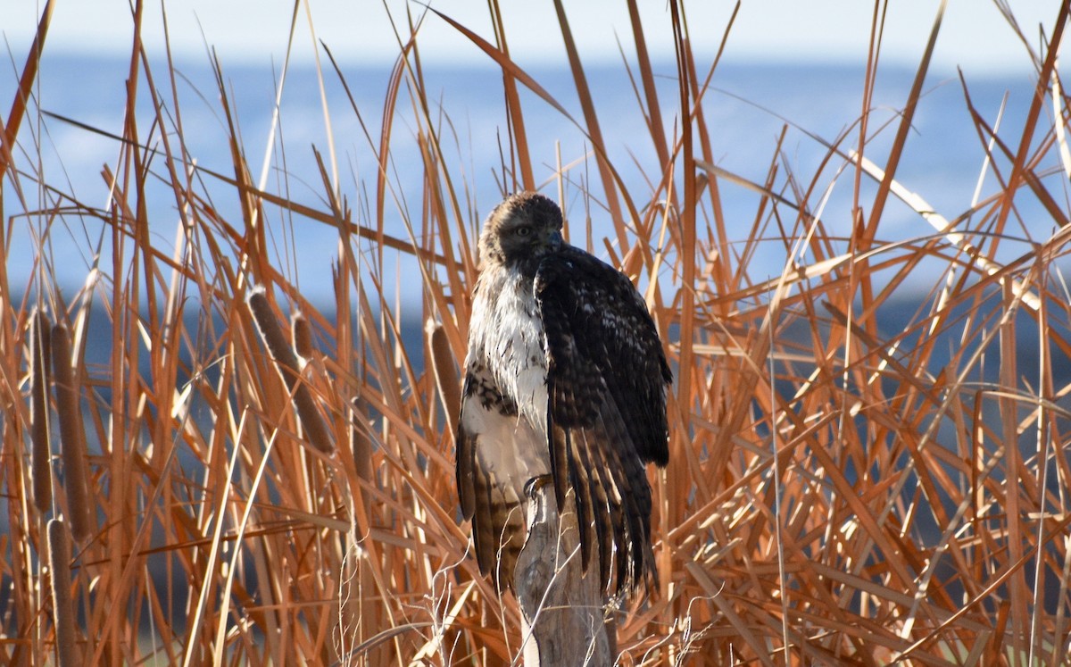 Red-tailed Hawk - ML316672551