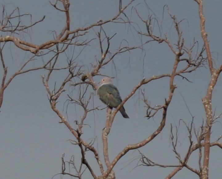 Green Imperial-Pigeon - marcel finlay