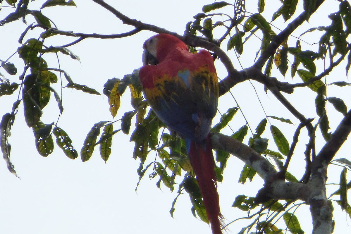 Scarlet Macaw - Juan Manuel Pérez de Ana