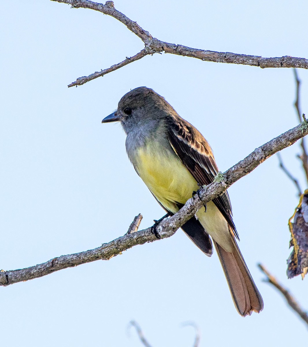 Great Crested Flycatcher - ML316675851