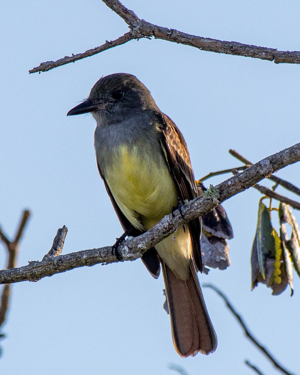 Great Crested Flycatcher - ML316675861