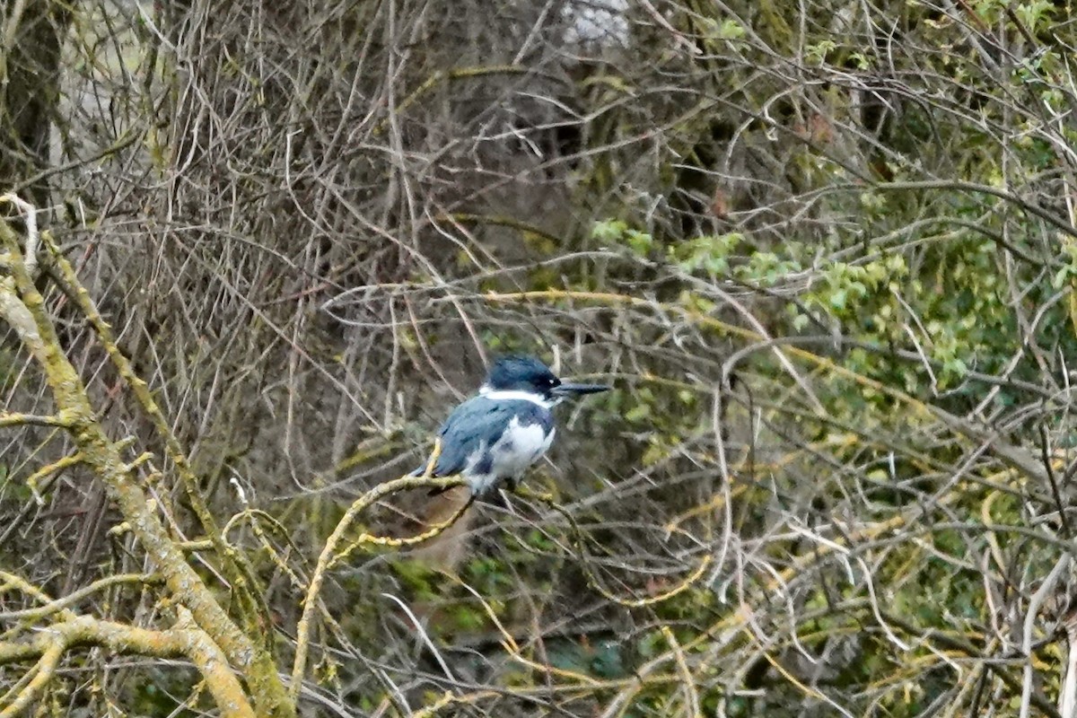 Belted Kingfisher - ML316678071