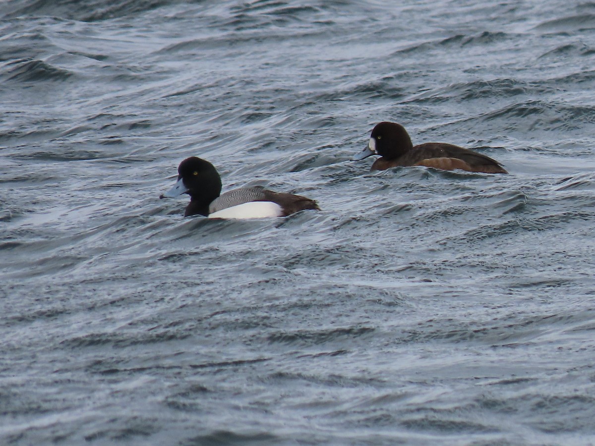 Greater Scaup - Ian Pepper