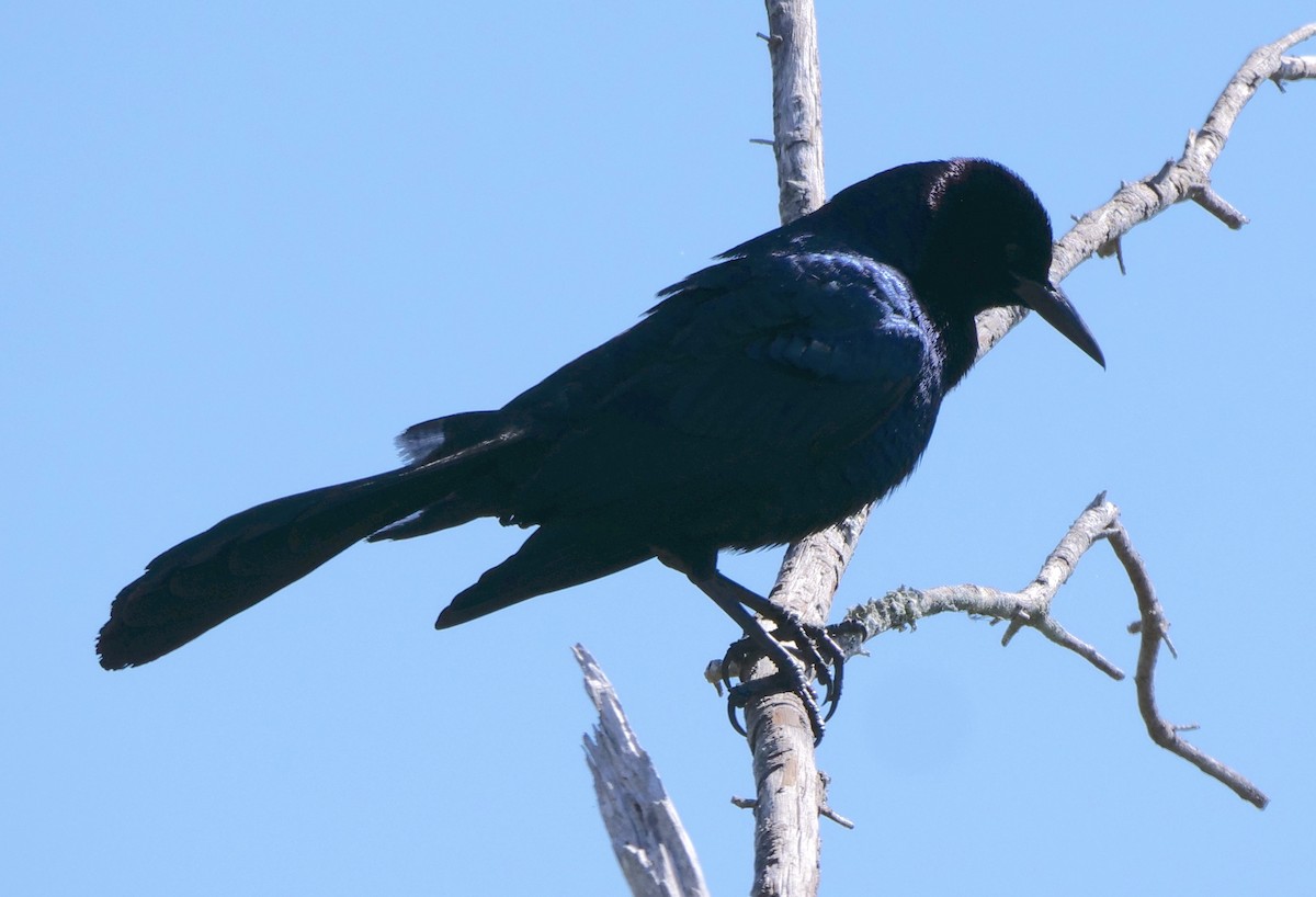 Boat-tailed Grackle - ML316687921