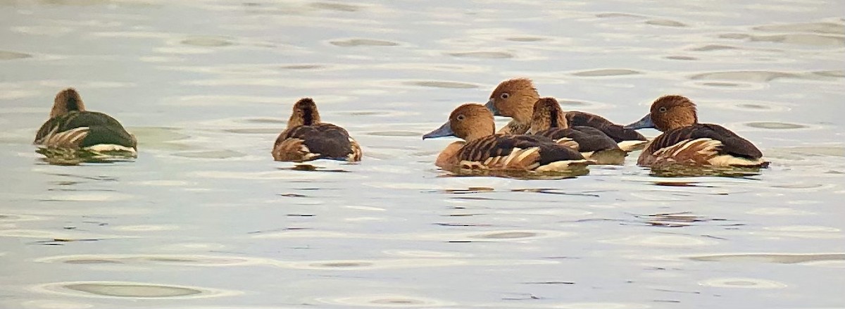 Fulvous Whistling-Duck - ML316691781
