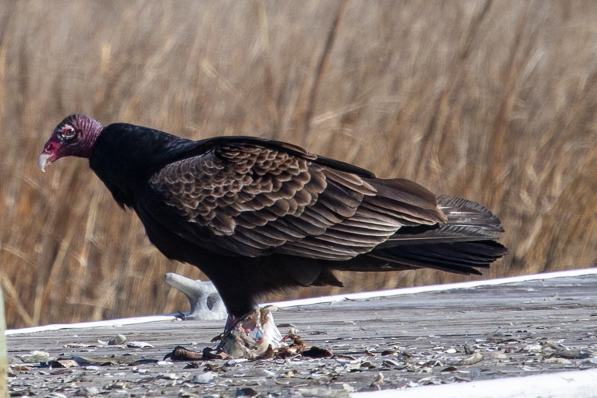 Turkey Vulture - Steve McInnis