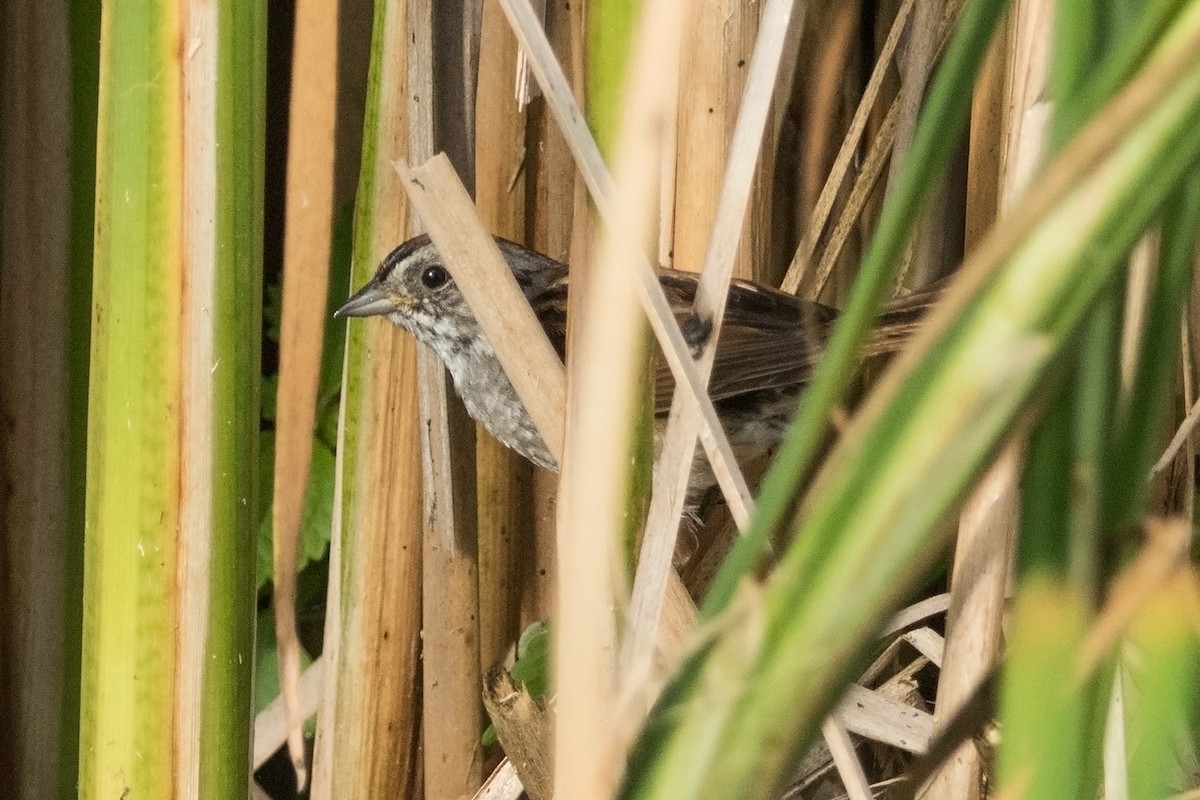 Swamp Sparrow - ML31669511