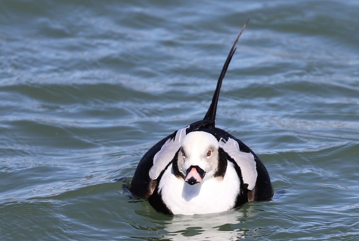 Long-tailed Duck - ML316699371