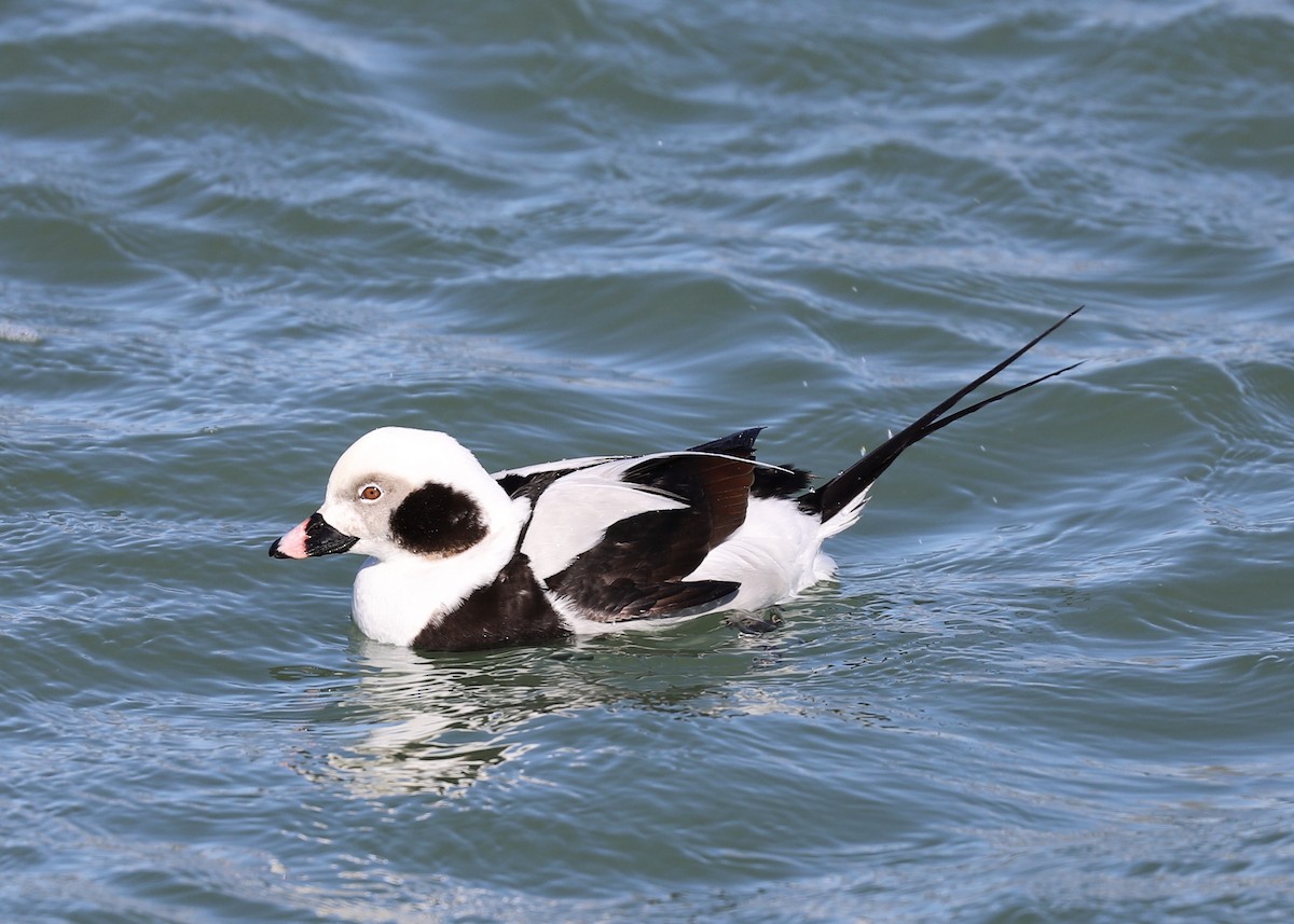Long-tailed Duck - ML316699521