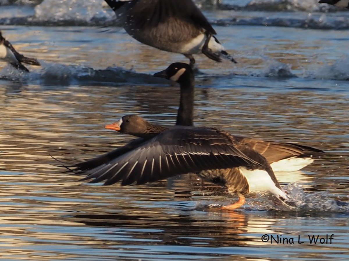 Greater White-fronted Goose - Nina Wolf
