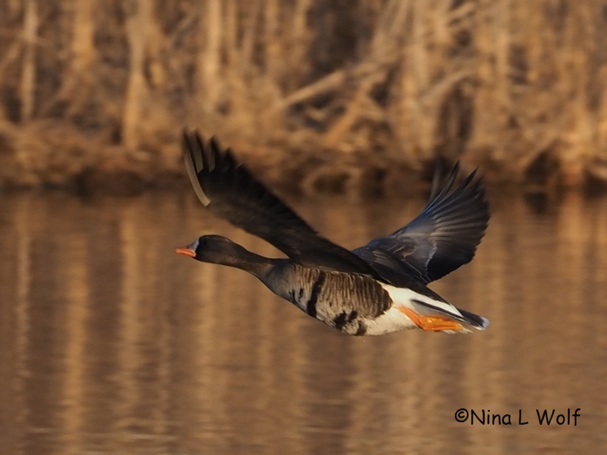Greater White-fronted Goose - ML316701191
