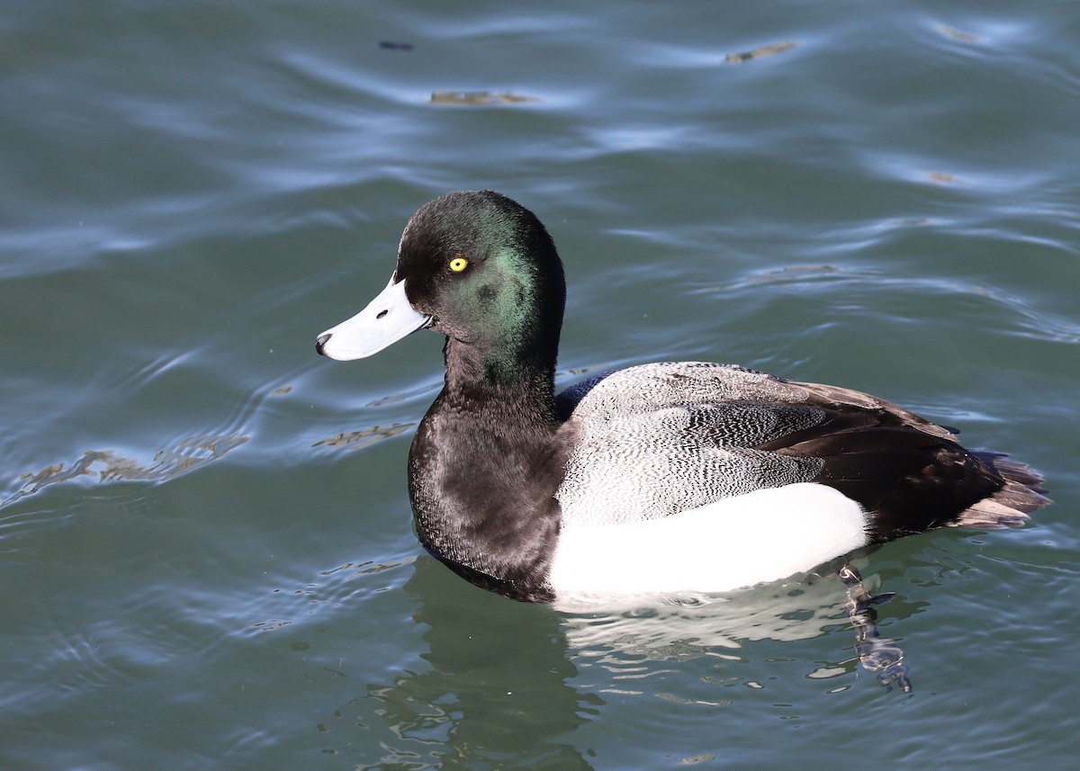 Greater Scaup - ML316703971