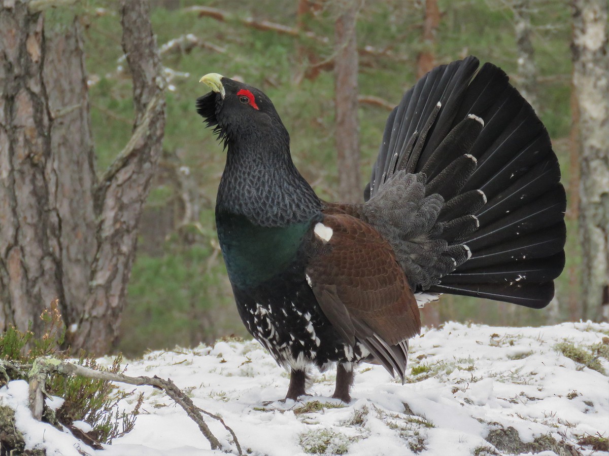 ヨーロッパオオライチョウ Ebird