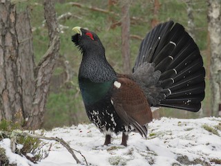  - Western Capercaillie