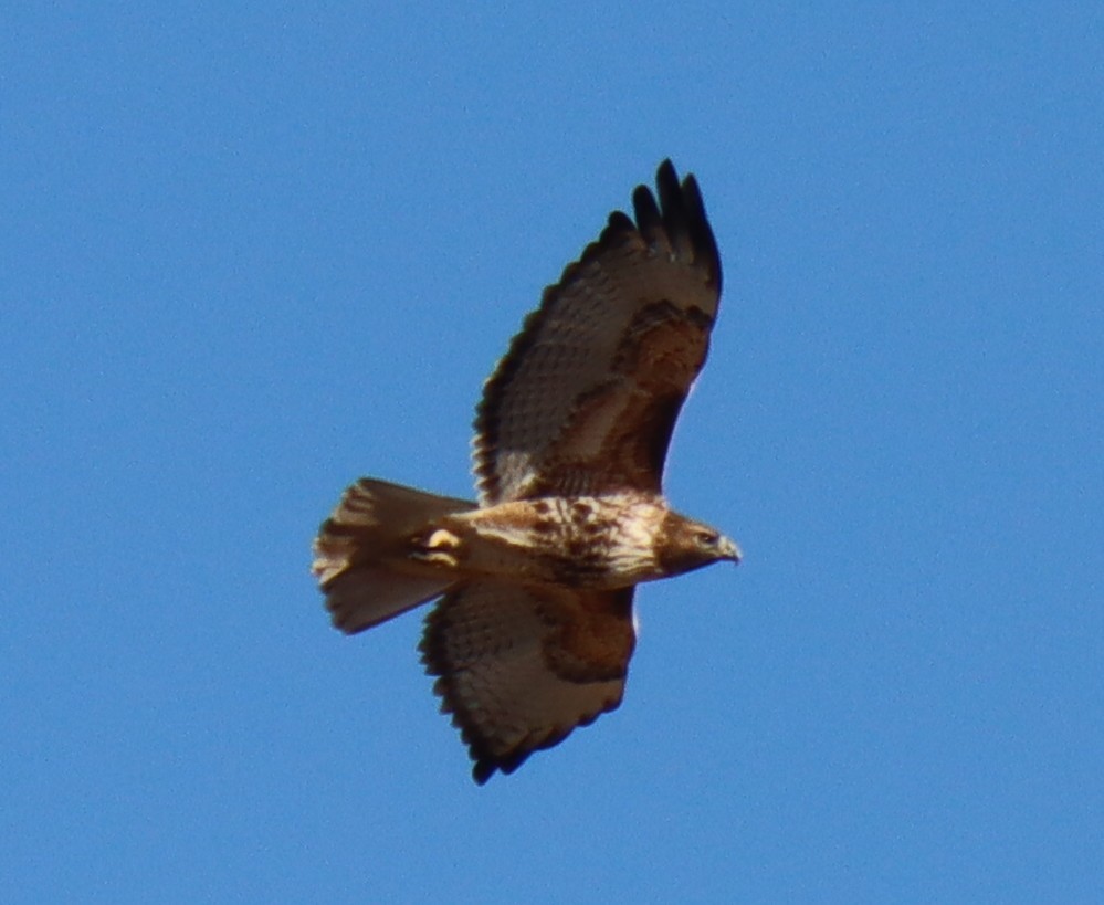 Red-tailed Hawk - ML316712141