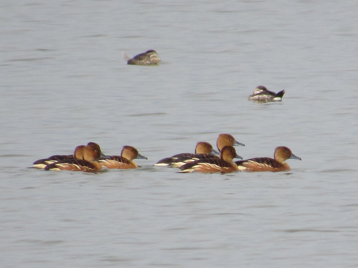 Fulvous Whistling-Duck - ML316717781