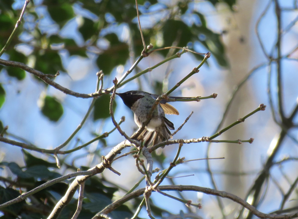Anna's Hummingbird - ML316718881