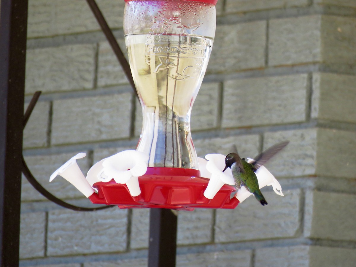 Anna's Hummingbird - ML316718921