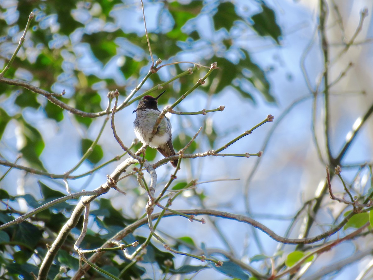 Anna's Hummingbird - ML316718941