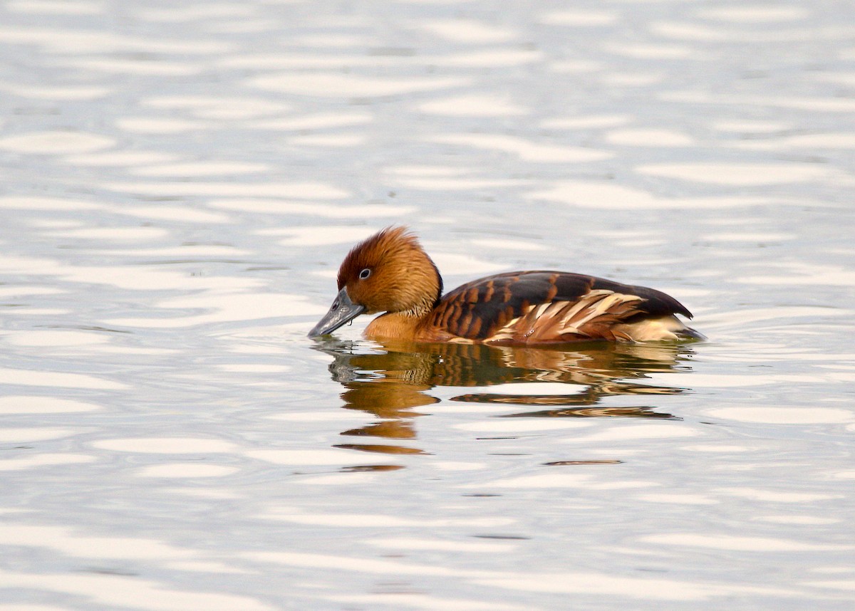 Fulvous Whistling-Duck - ML316724291