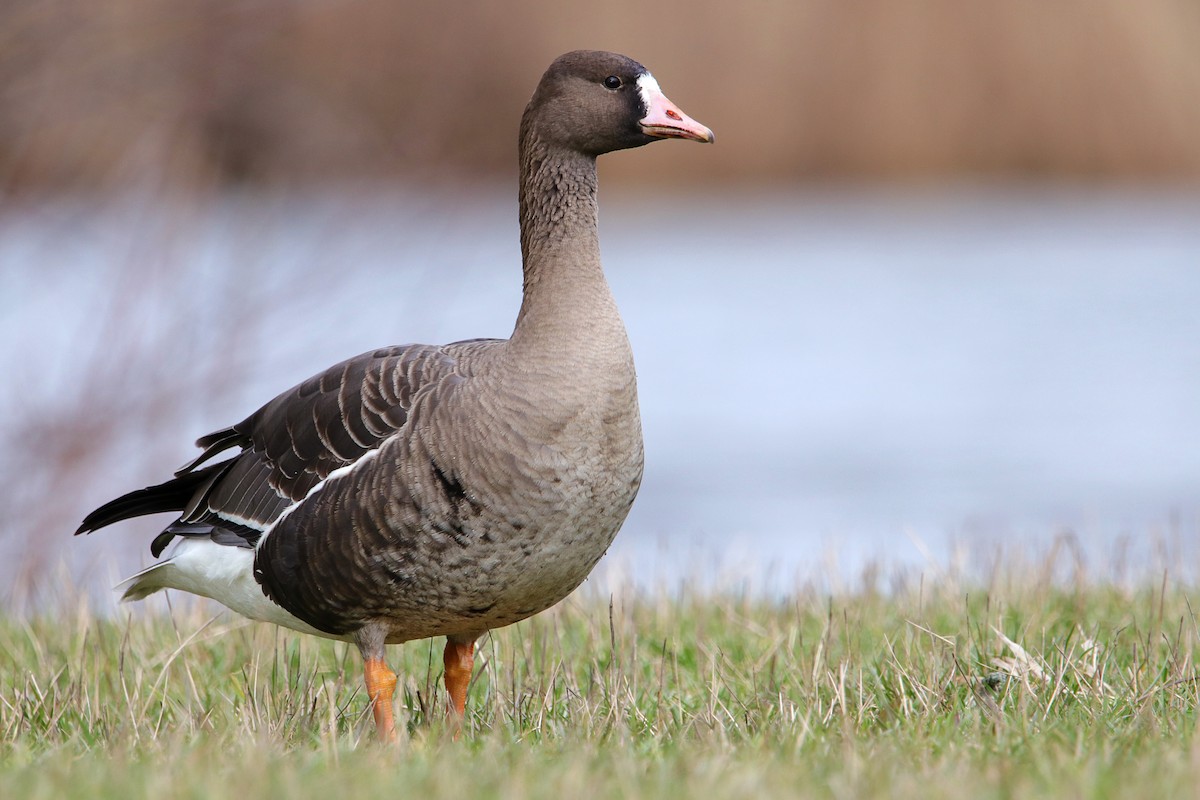 Greater White-fronted Goose - Silas Würfl