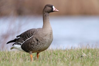 Greater White-fronted Goose, ML316725141