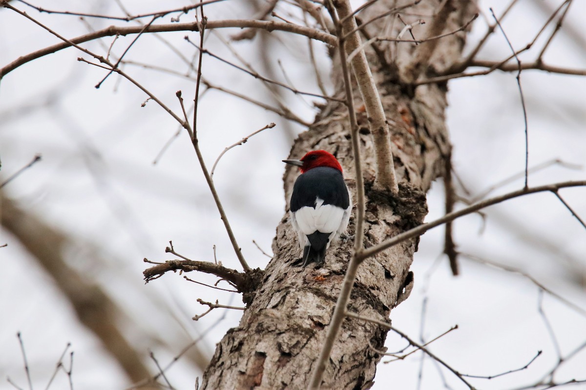 Red-headed Woodpecker - Mary Erickson
