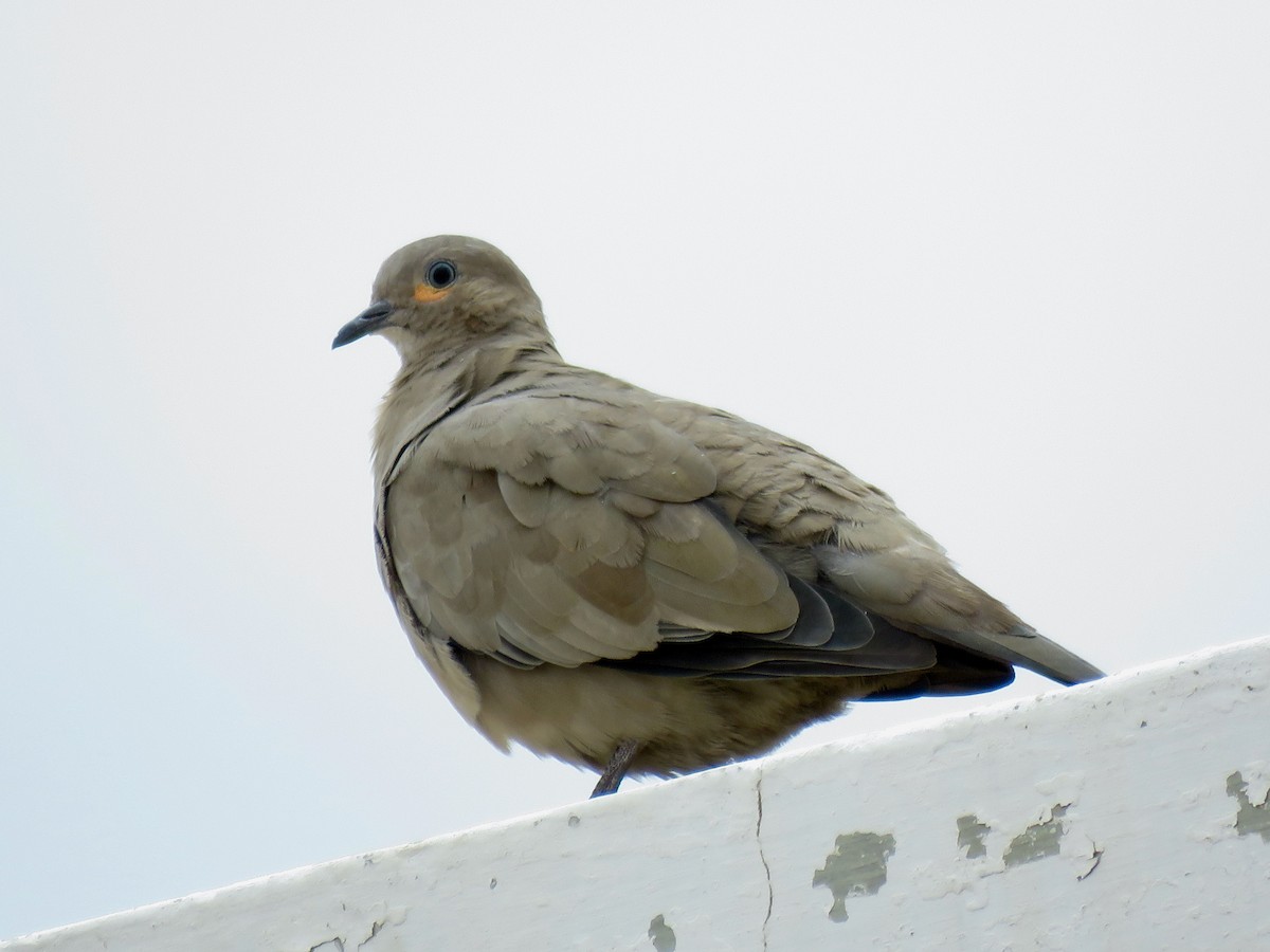 Black-winged Ground Dove - ML316726481