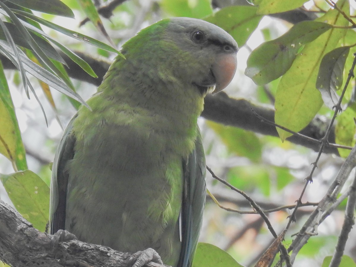 Papagaio De Buru Ebird