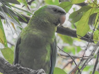  - Black-lored Parrot