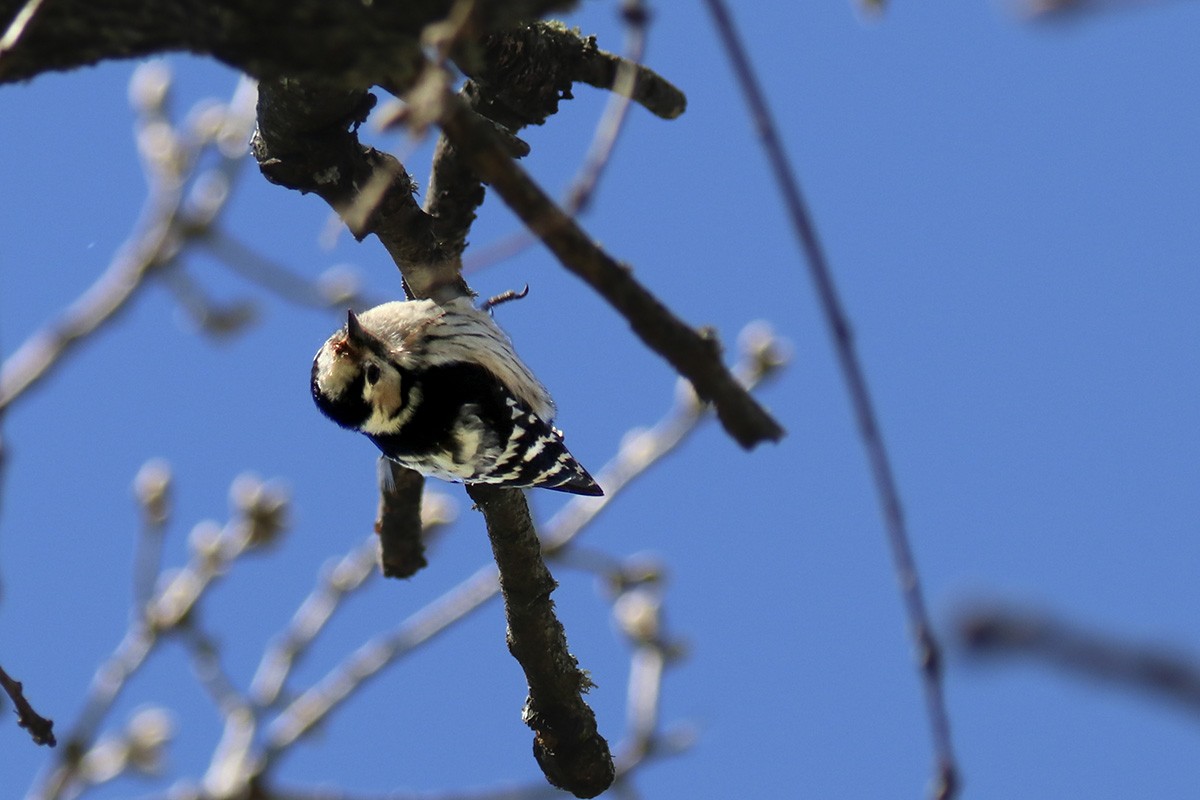 Lesser Spotted Woodpecker - ML316736631