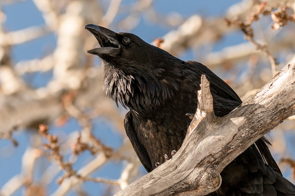 Common Raven - Robb Bell