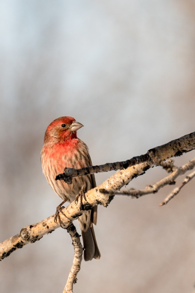 House Finch - Robb Bell
