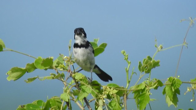 Variable Seedeater - ML316743341