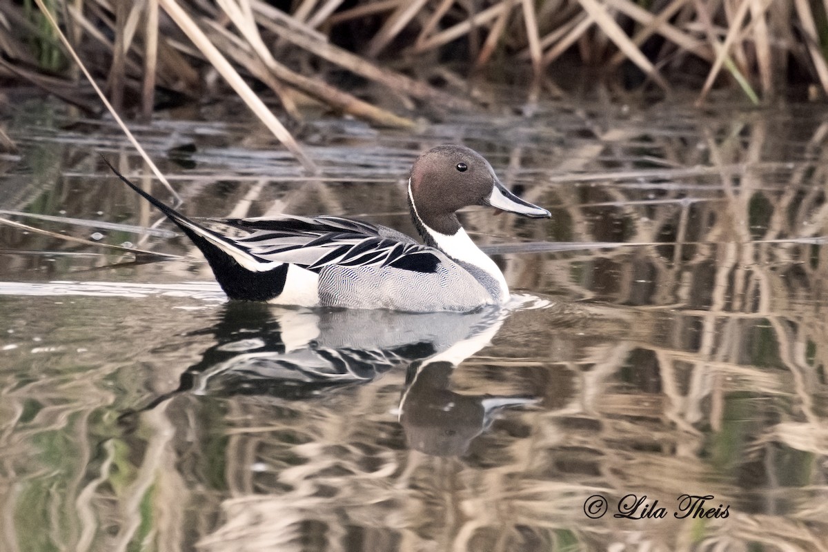 Northern Pintail - Lila Theis